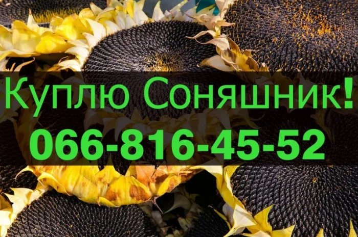 Закупаем подсолнечник по высоким ценам! Оплата на месте!- фото № 1
