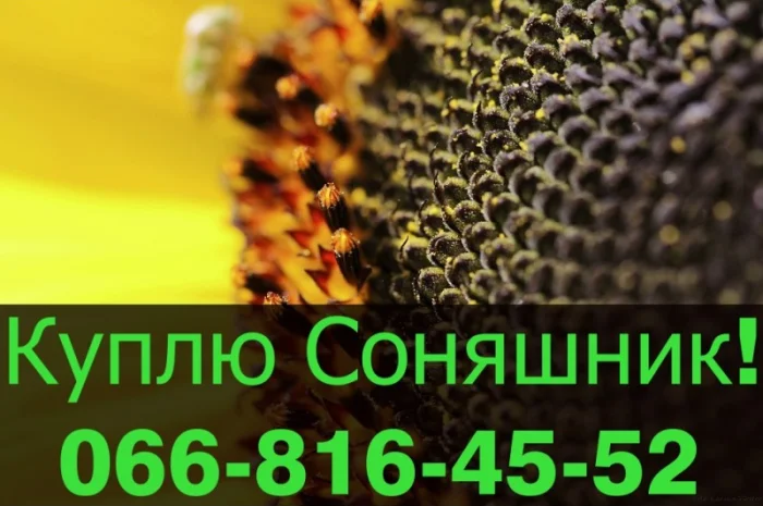 Переробне підприємство оголошує про закупівлю СОНЯШНИК- фото № 1