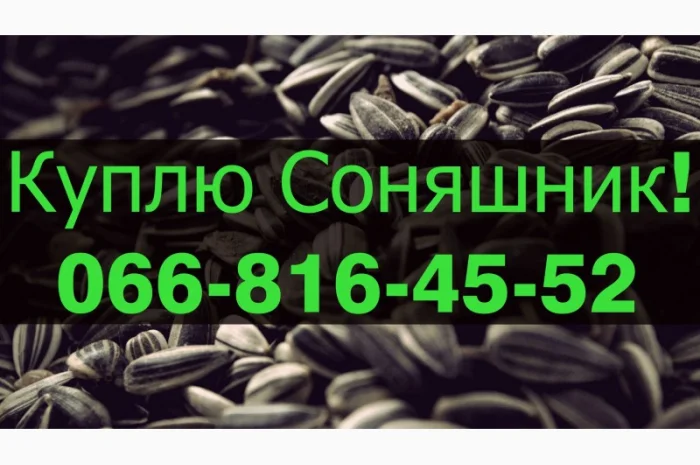 Купую соняшник за вигідною ціною!- фото № 1