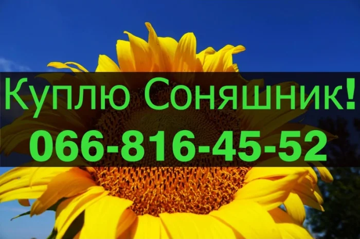 Закупівля соняшнику за привабливими цінами- фото № 1