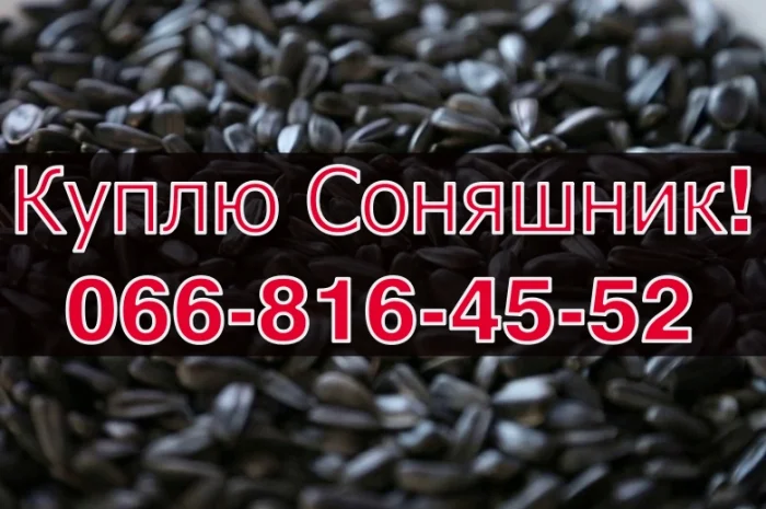 Закупівля соняшнику урожай 2024! Оплата на вагах- фото № 1
