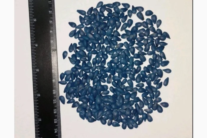 Насіння соняшнику "СОЛО" от AgroDV в Черкассах- фото № 4