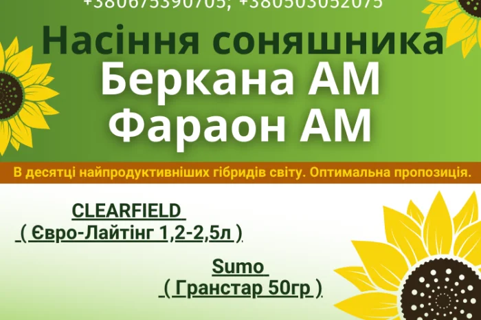 Насіння соняшника. Доступно для продажу- фото № 1