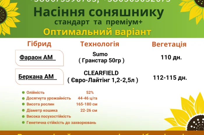 Насіння соняшника. Доступно для продажу- фото № 2