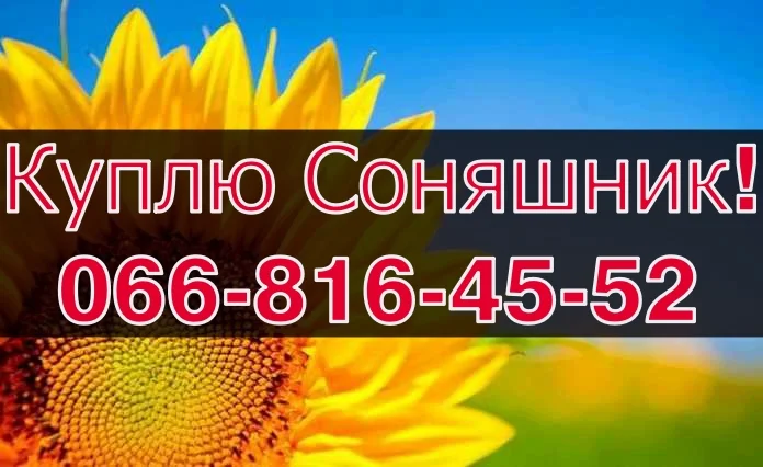 Закупівля соняшника від виробника- фото № 1