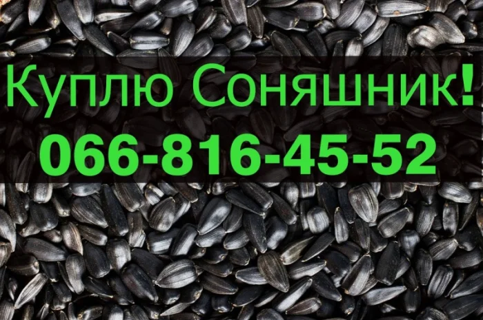 Закупівля соняшнику від фермерських господарств та населення- фото № 1