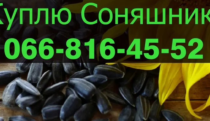 Закупівля соняшника у будь-яких обсягах- фото № 1