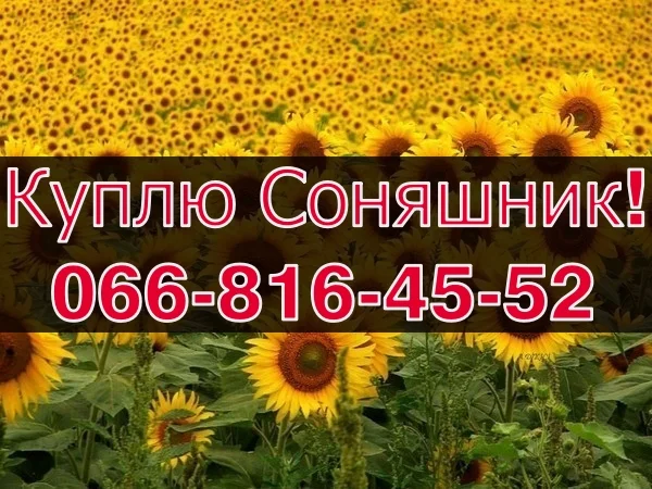 Куплю подсолнечник на постоянной основе- фото № 1