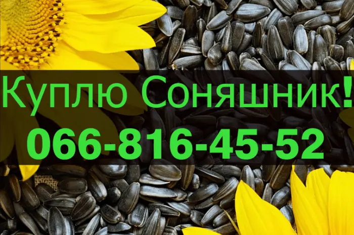 Закупівля соняшнику в будь-яких обсягах на постійній основі- фото № 1