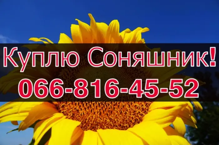 Закупівля соняшнику щоденно без вихідних- фото № 1