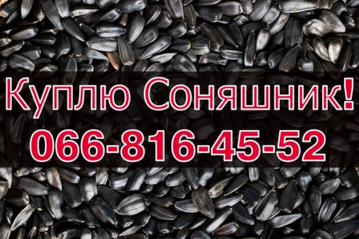 Закупівля СОНЯШНИКА у великих обсягах без вихідних!- фото № 1