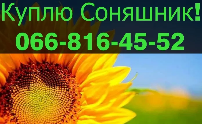 Шукаю постачальника СОНЯШНИК, на тривалий термін- фото № 1