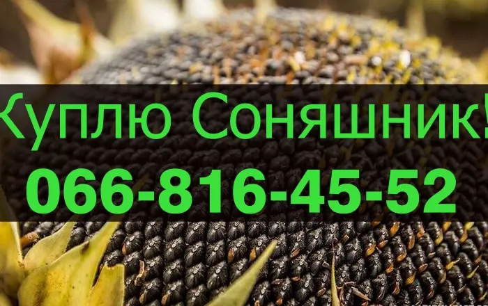Закупівля соняшнику від підприємства переробника- фото № 1