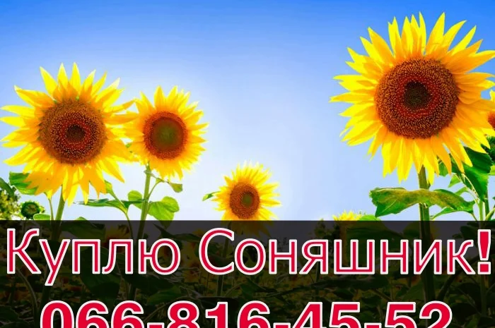 Куплю подсолнечник! Конкурентные цены- фото № 1