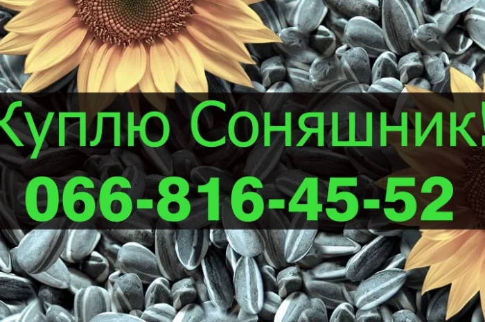 Закупаем подсолнечник в любых объемах- фото № 1