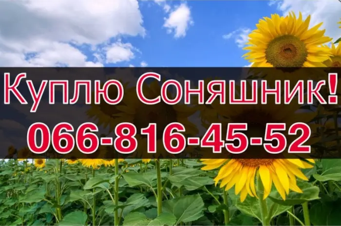 Купуємо соняшник! Високі ціни! Оплата на вагах!- фото № 1