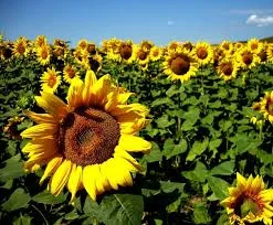 Гибрид подсолнечника НС Таурус - лидер урожайности- фото № 1