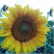 Гібрид соняшнику ЧЕЗАР КЛ – висока урожайність- фото № 1