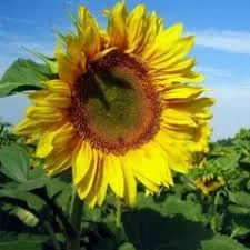 Гібрид соняшника Голд Імі на продаж- фото № 1