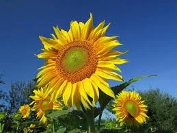 Гибрид подсолнечника Лимит F1 в продаже- фото № 1