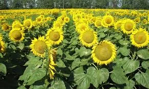 Гібрид соняшнику Дракон- фото № 1