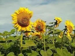 Гібрид соняшнику Зимбру - високі врожаї- фото № 1
