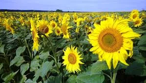 Гибрид подсолнечника НС Сумо 2017- фото № 1