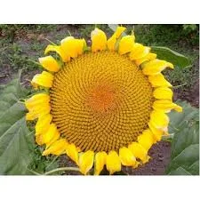 Семена подсолнечника Мандроїд CL – высокие урожаи- фото № 1