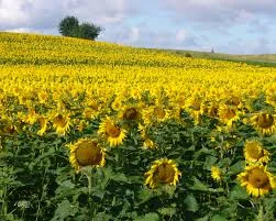 Гібрид соняшнику Антей на продажу- фото № 1