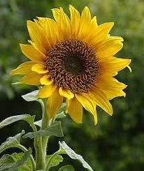 Гібрид соняшника Мачо на продажу- фото № 1