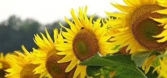 Семена подсолнечника Самуела – высокое качество и урожайность- фото № 1