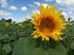 Гібрид соняшнику ГРИФОН NS 7640- фото № 1