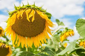 Гібрид соняшника АЛЬВАРЕЗ- фото № 1