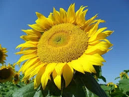 Гибрид подсолнечника КАРЛОС 115- фото № 1