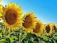 ЕС АЛЬФА гибрид подсолнечника- фото № 1