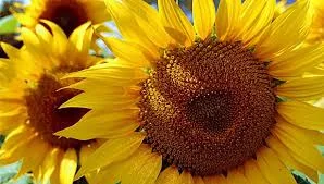 Гібрид соняшника ТОЛЕДО на продаж- фото № 1