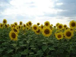 Гибрид подсолнечника СОНЯЧНИЙ НАСТРІЙ- фото № 1