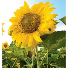 Гібрид соняшника БАРСА від Палента Технолоджи- фото № 1