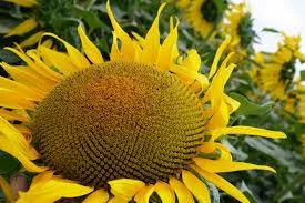 Гібрид соняшника АТИЛЛА – ультраранній та стійкий- фото № 1