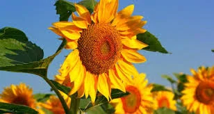 Семена подсолнечника Финистер под Евролайтинг- фото № 1