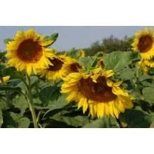 Семена соняшника Лакомка – високий врожай- фото № 1