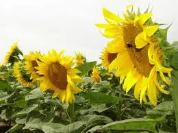 Семена соняшника сорту Белочка- фото № 1