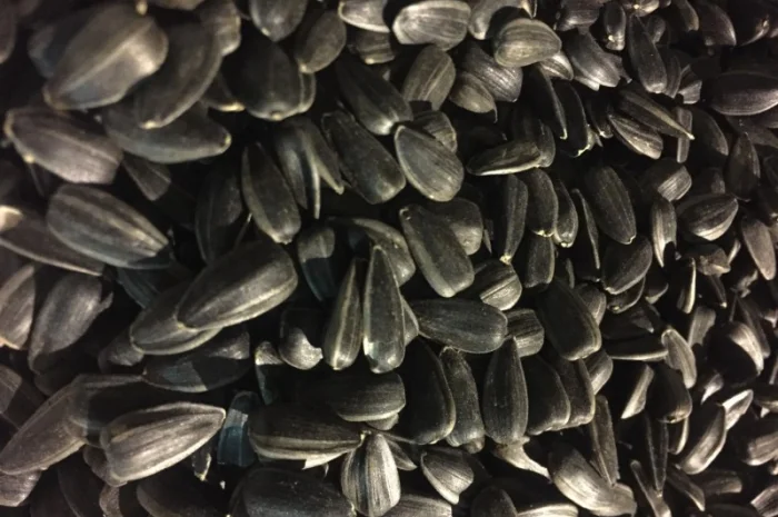 Калиброванные семена подсолнечника Лакомка- фото № 4