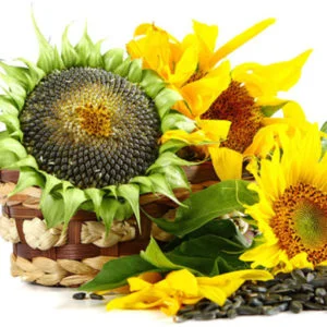 Калиброванные семена подсолнечника Лакомка- фото № 2