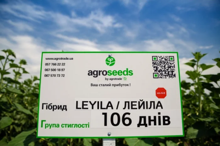 Лейла насіння соняшнику- фото № 1