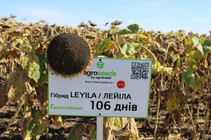 Лейла насіння соняшнику- фото № 2
