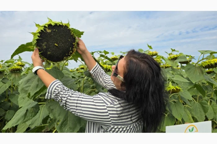 Насіння соняшника гібрид АРКОС – високий врожай та стійкість- фото № 1