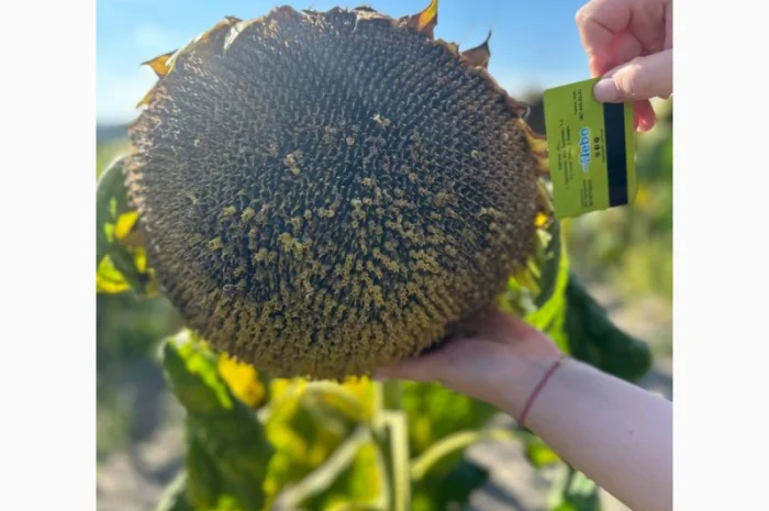 Насіння соняшнику гібрид Астон в продажу- фото № 1