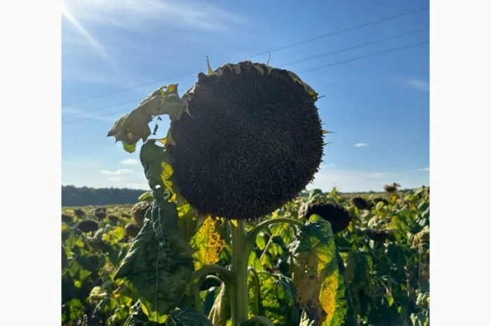 Насіння соняшнику гібрид Астон в продажу- фото № 2