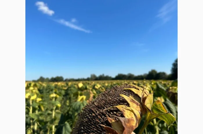 Насіння соняшнику гібрид Астон в продажу- фото № 3